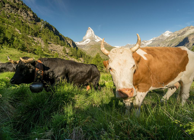 Hotel Riffelalp Resort 2222m  3
